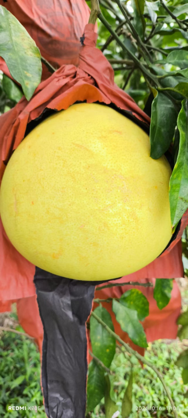 黄心蜜柚