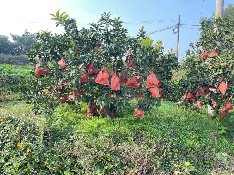 黄心蜜柚
