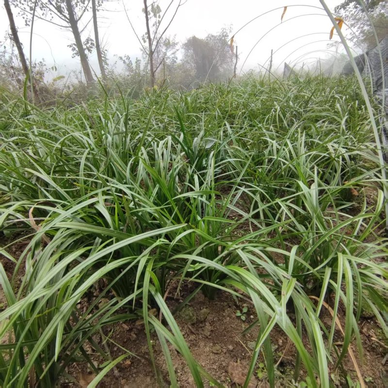 随州蕙兰开花浓香3至4年熟草下坡老品种可视频看货议价包邮