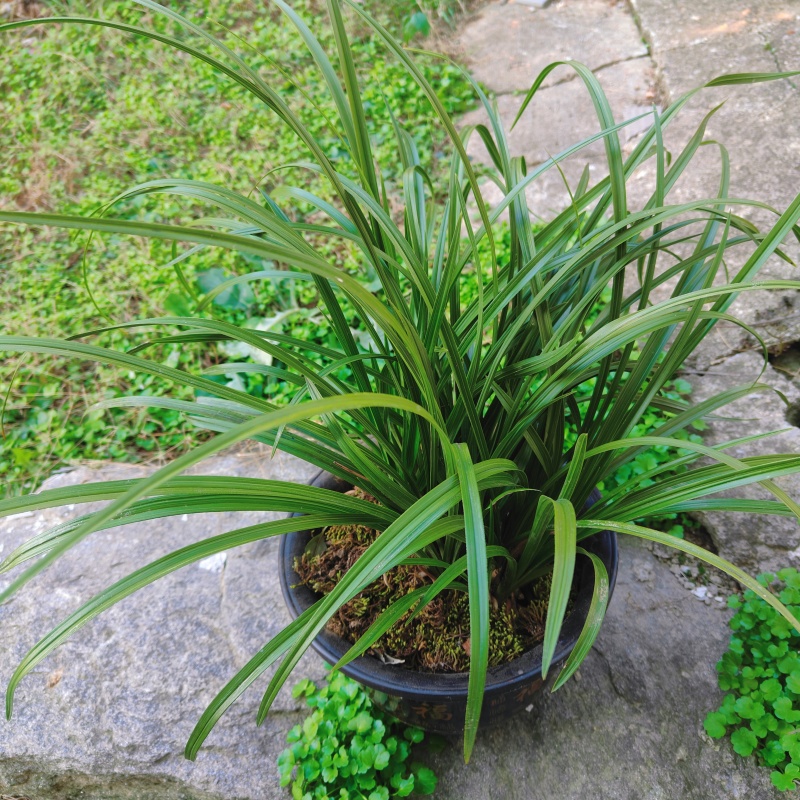 随州蕙兰开花浓香3至4年熟草下坡老品种可视频看货议价包邮