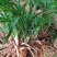 随州蕙兰开花浓香3至4年熟草下坡老品种可视频看货议价包邮
