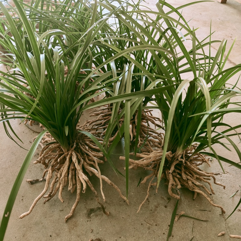 随州蕙兰开花浓香3至4年熟草下坡老品种可视频看货议价包邮