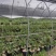 随州蕙兰开花浓香3至4年熟草下坡老品种可视频看货议价包邮