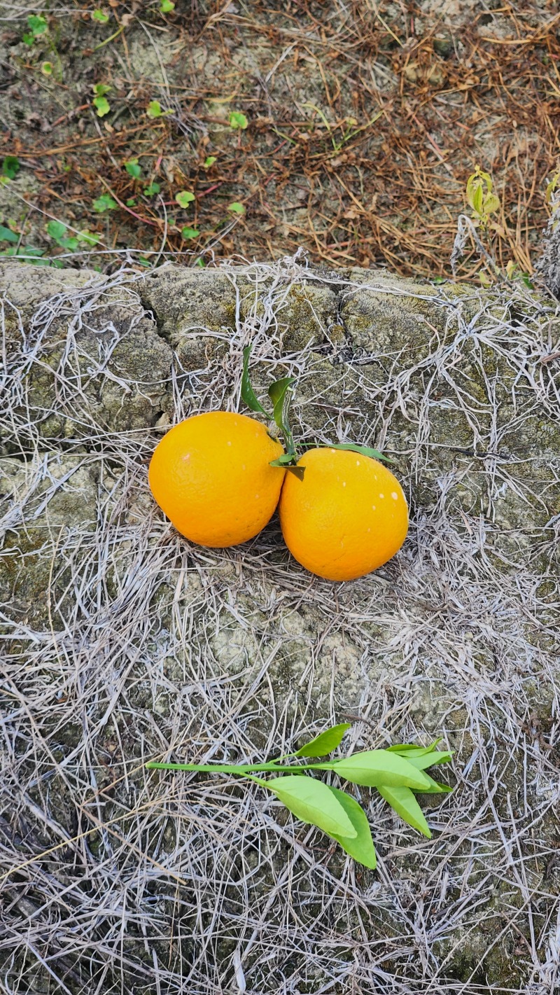爱媛果冻橙甜度13超甜对接超市批发市场进店联系
