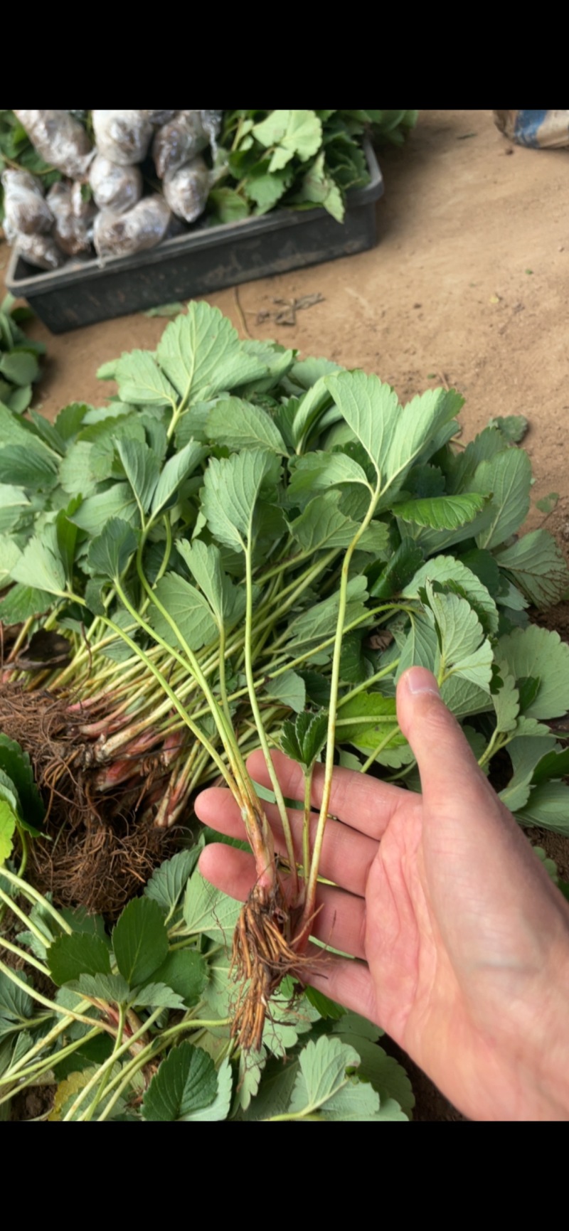 草莓苗奶油草莓苗免费包邮全部现挖现卖基地直销