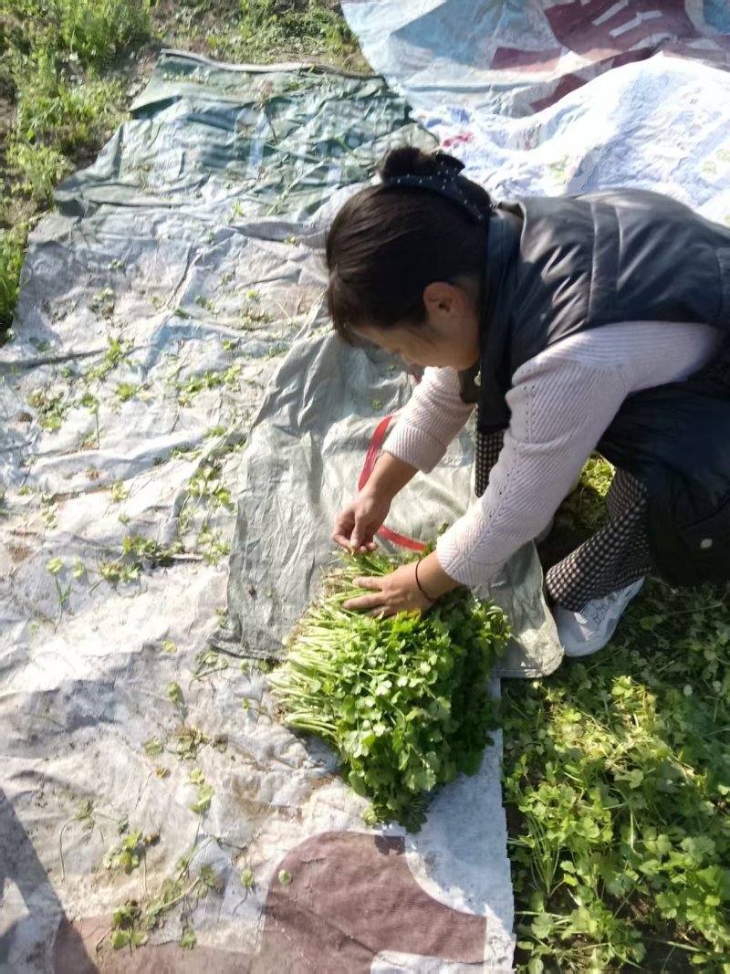 香菜