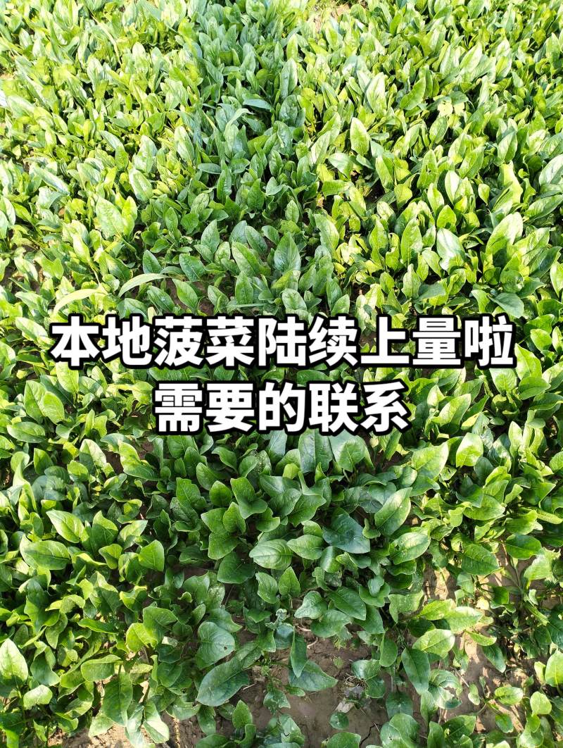 菏泽精品小叶菠菜扎把菠菜基地一手货源全国发货