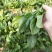 菏泽精品小叶菠菜扎把菠菜基地一手货源全国发货