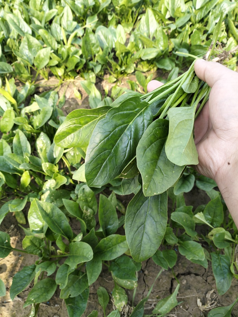 菏泽精品小叶菠菜扎把菠菜基地一手货源全国发货