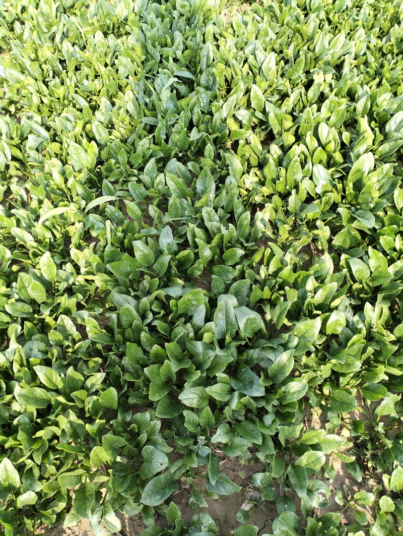 菏泽精品小叶菠菜扎把菠菜基地一手货源全国发货
