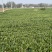 菏泽精品小叶菠菜扎把菠菜基地一手货源全国发货