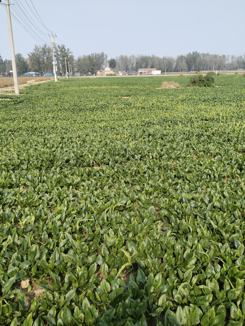 菏泽精品小叶菠菜扎把菠菜基地一手货源全国发货