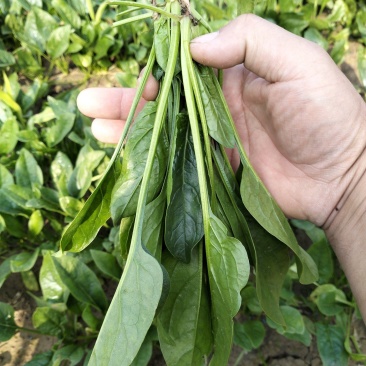 菏泽精品小叶菠菜扎把菠菜基地一手货源全国发货