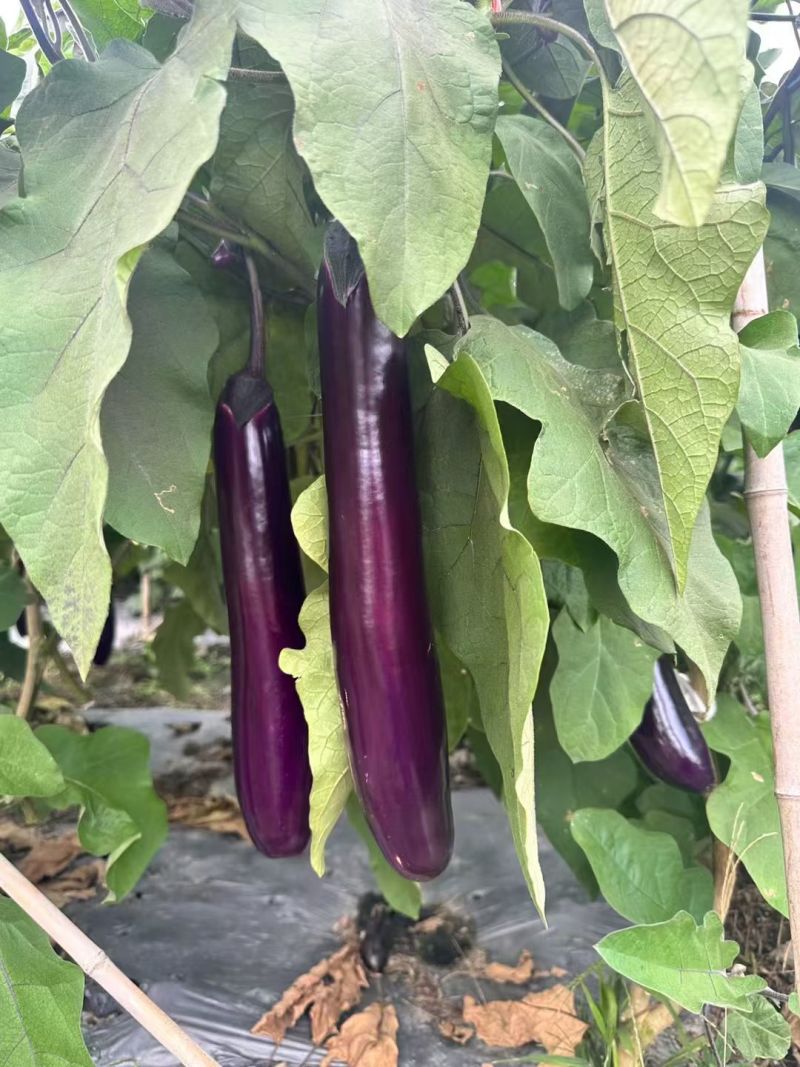 长茄、烧烤茄，基地直发，诚信经营，一手货源