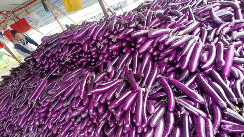 长茄、烧烤茄，基地直发，诚信经营，一手货源