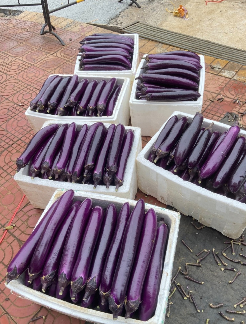 长茄、烧烤茄，基地直发，诚信经营，一手货源