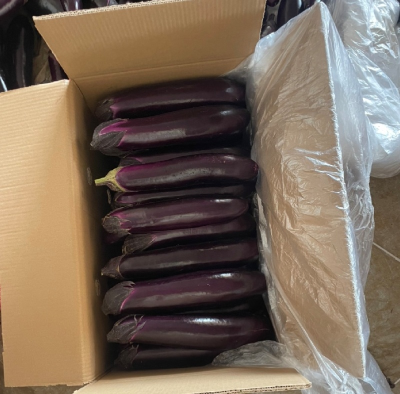 长茄、烧烤茄，基地直发，诚信经营，一手货源