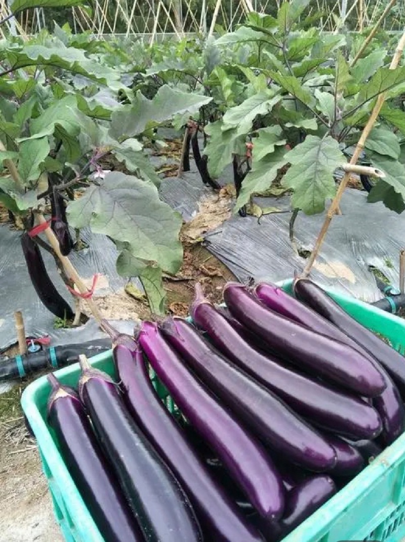 长茄、烧烤茄，基地直发，诚信经营，一手货源