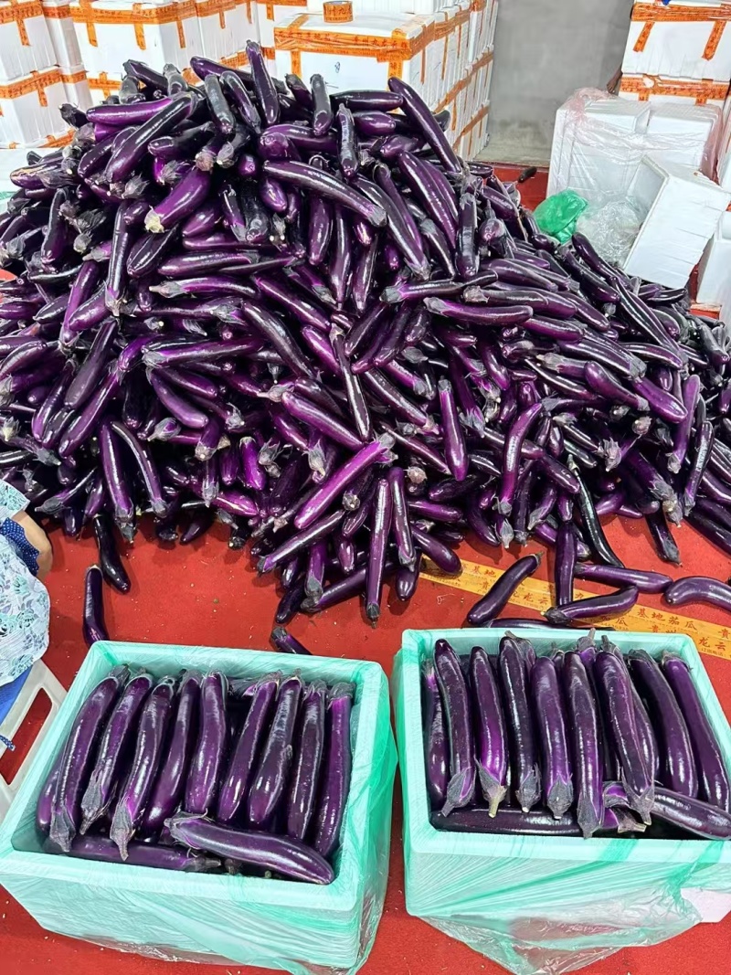 长茄、烧烤茄，基地直发，诚信经营，一手货源