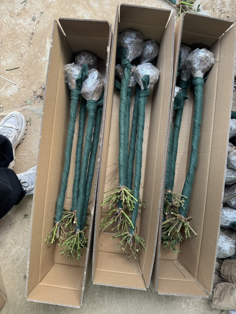 棒棒糖电商货树桩月季60到80公分，多色红色