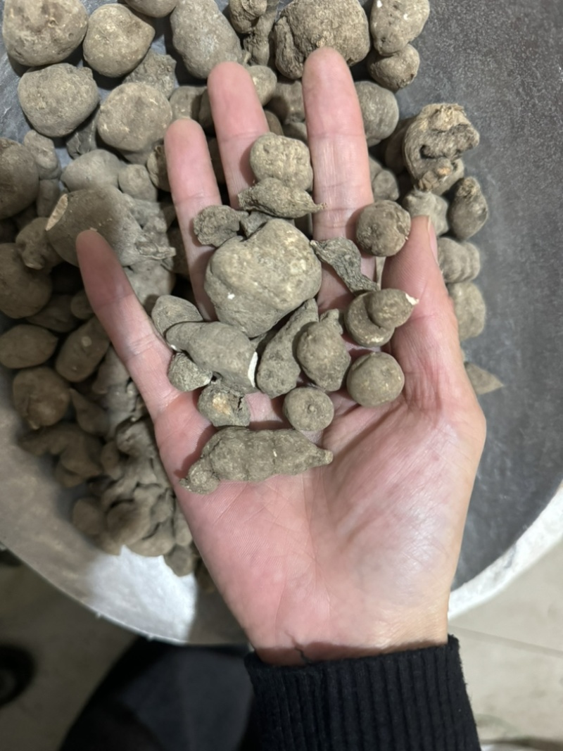 三叶青金线吊葫芦实物拍摄三叶青干货白茬芯三叶青