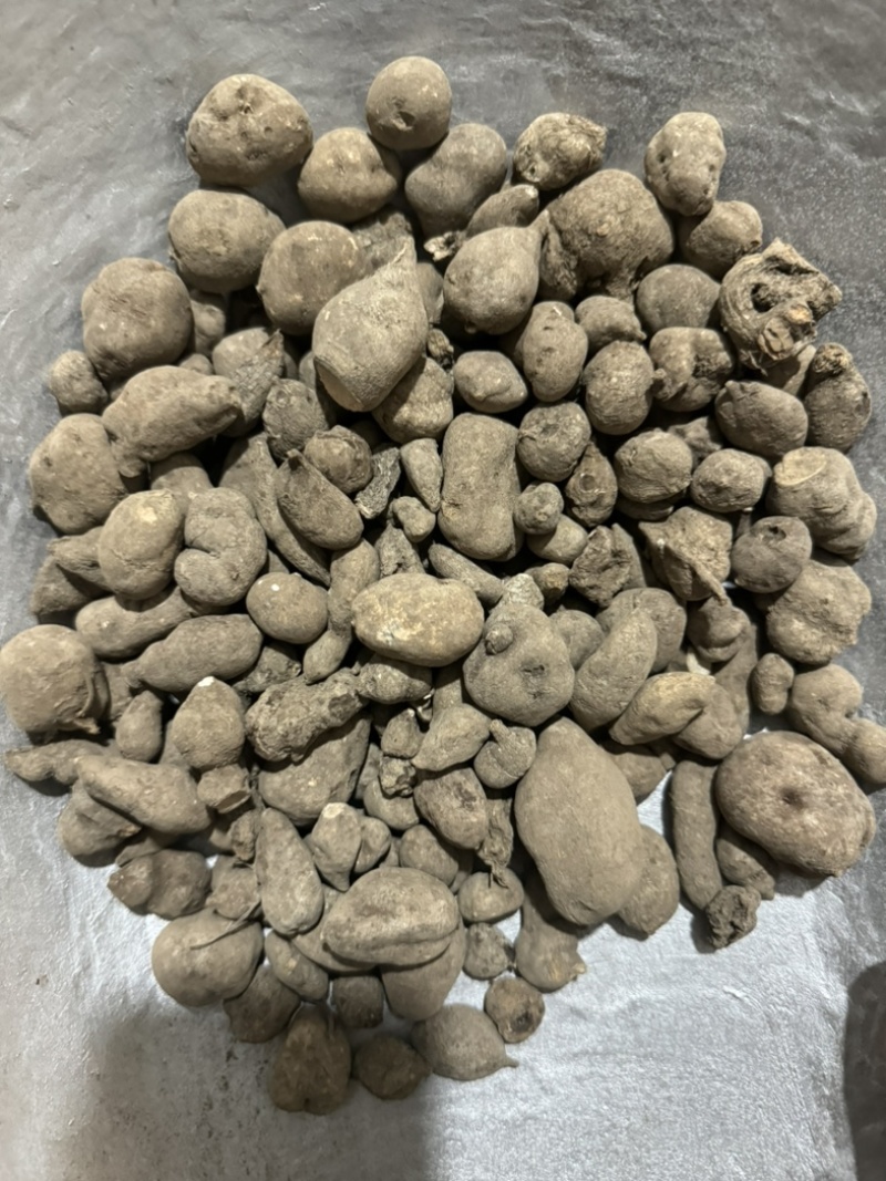 三叶青金线吊葫芦实物拍摄三叶青干货白茬芯三叶青