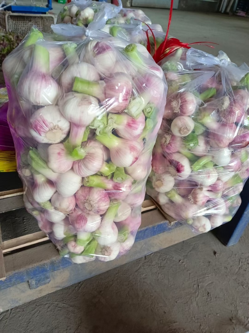 精品紫皮大蒜，大蒜头，货源稳定，诚信经营，欢迎咨询