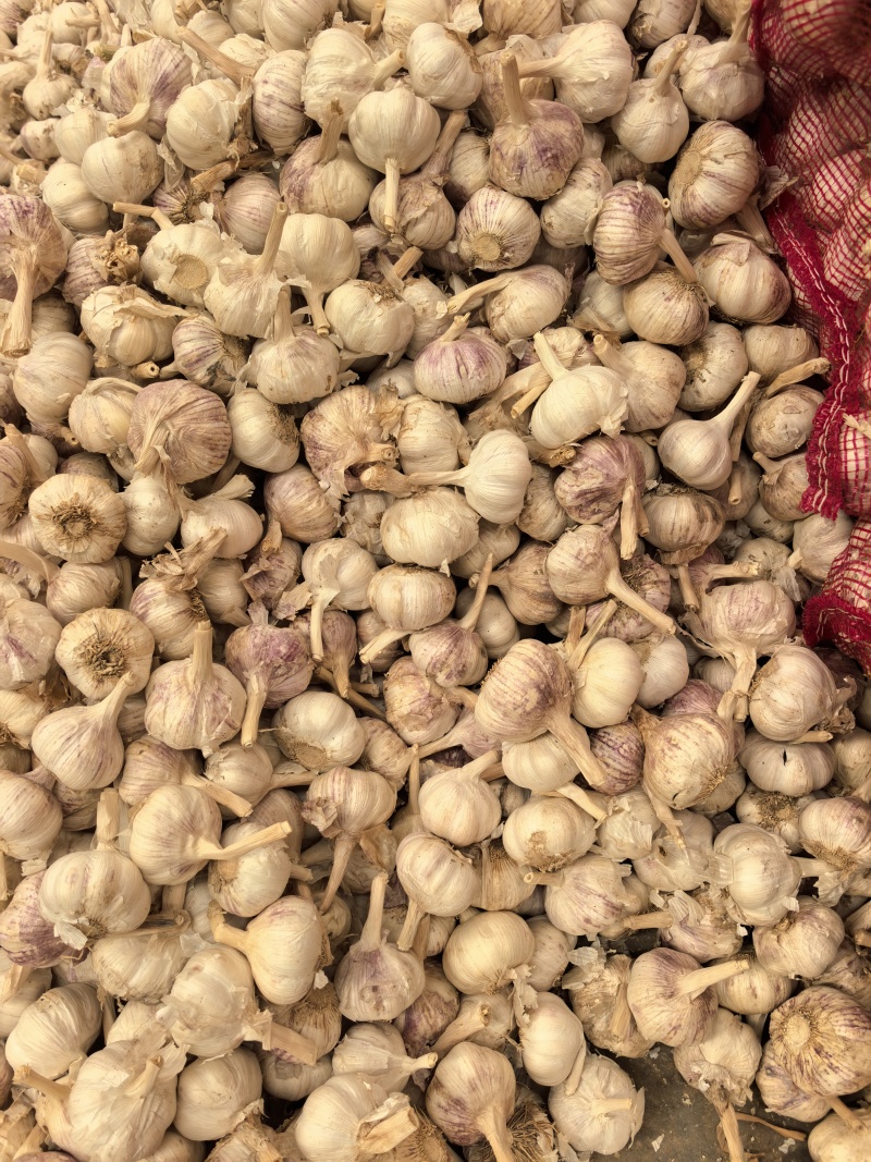 精品紫皮大蒜，大蒜头，货源稳定，诚信经营，欢迎咨询