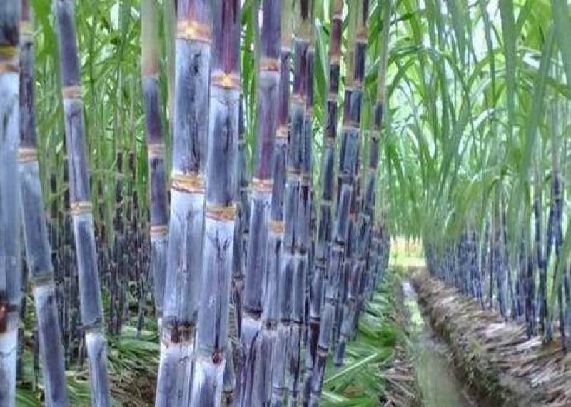 黑皮甘蔗大量上市基地供应保质保量代发全国