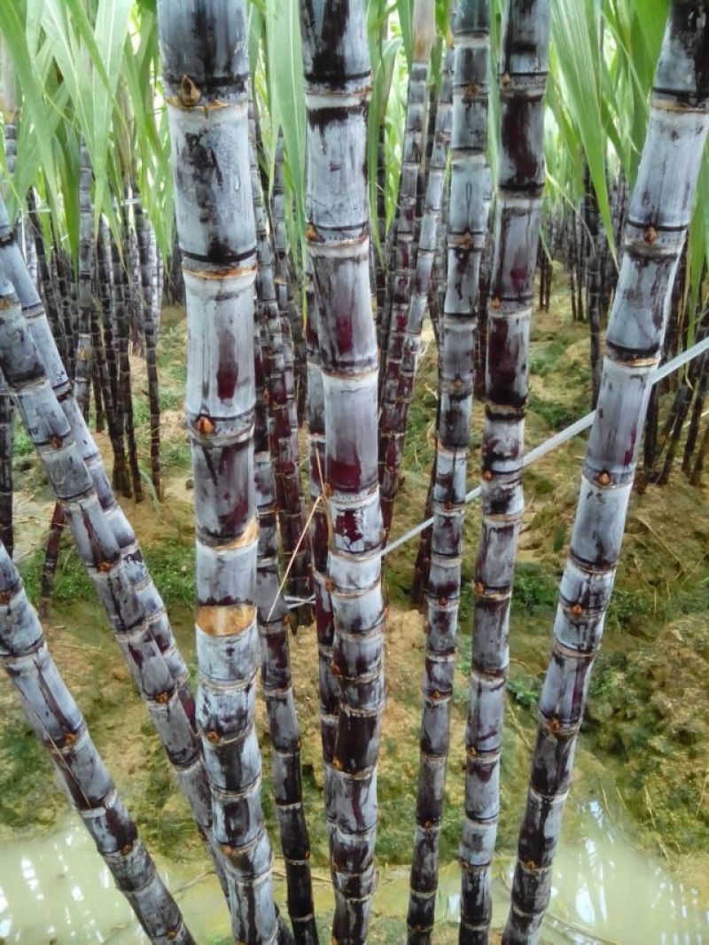 黑皮甘蔗大量上市基地供应保质保量代发全国