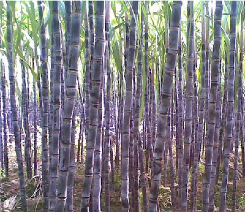 黑皮甘蔗大量上市基地供应保质保量代发全国