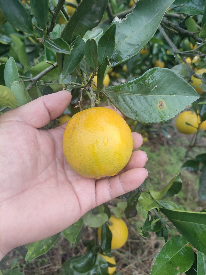 麻阳冰糖橙