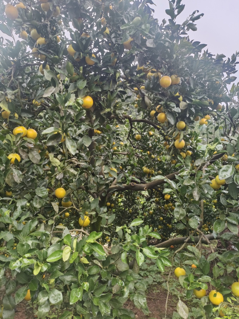 麻阳冰糖橙