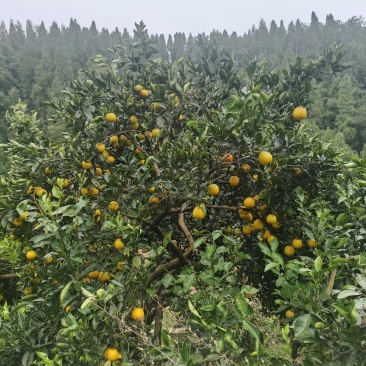 麻阳冰糖橙