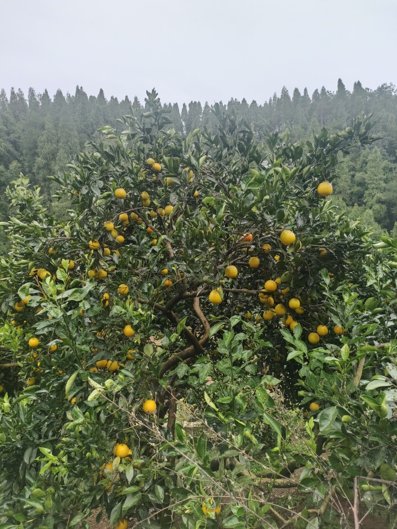 麻阳冰糖橙