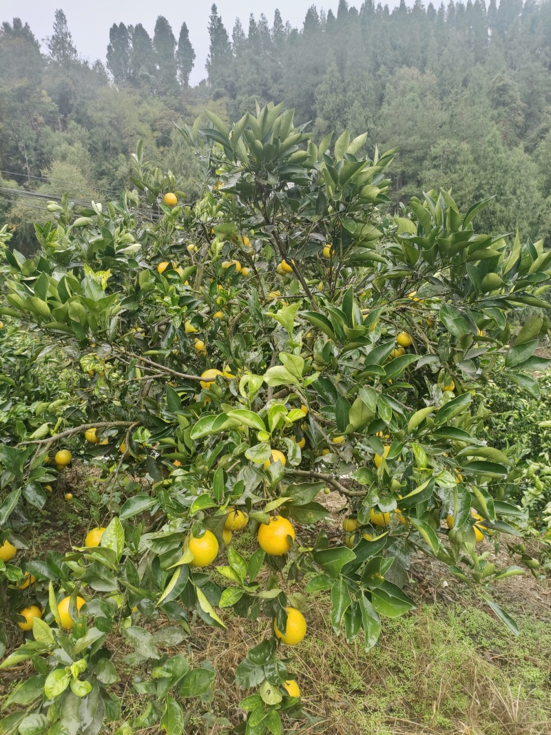 麻阳冰糖橙