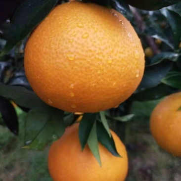 爱媛果冻橙量大管饱
