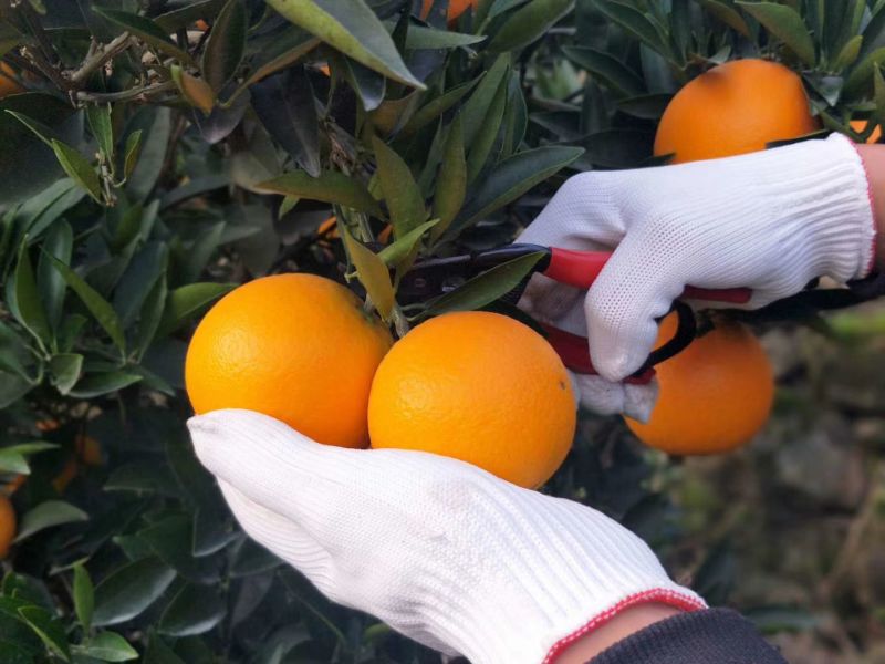 爱媛果冻橙量大管饱