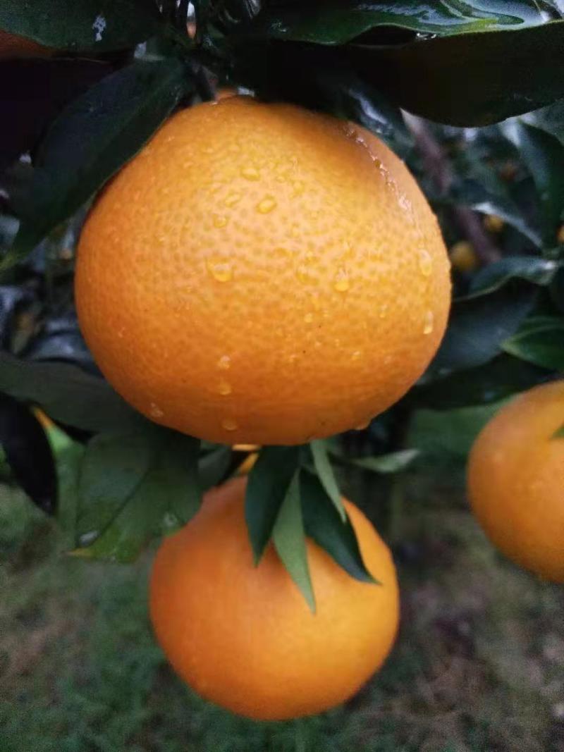 爱媛果冻橙量大管饱