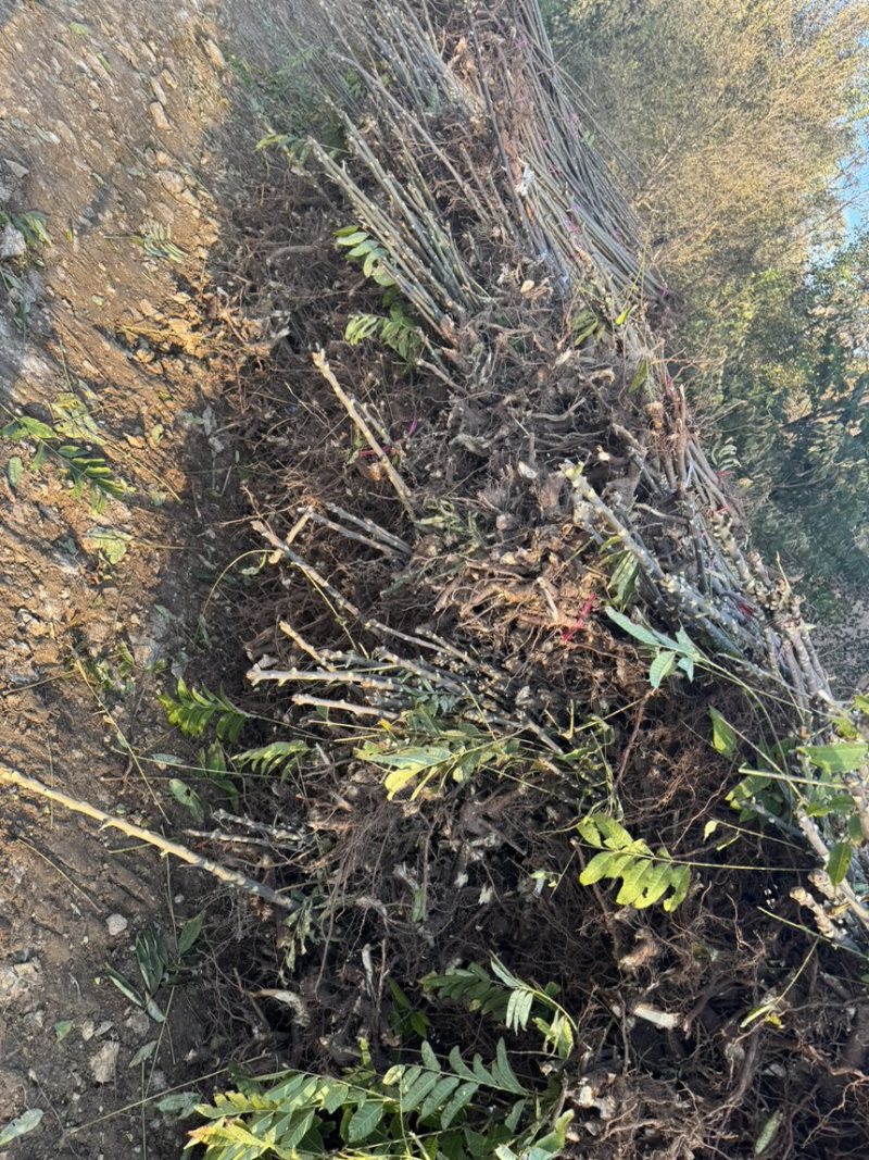 红油香椿树苗入棚苗大量现货根生苗0.5-2公分现货