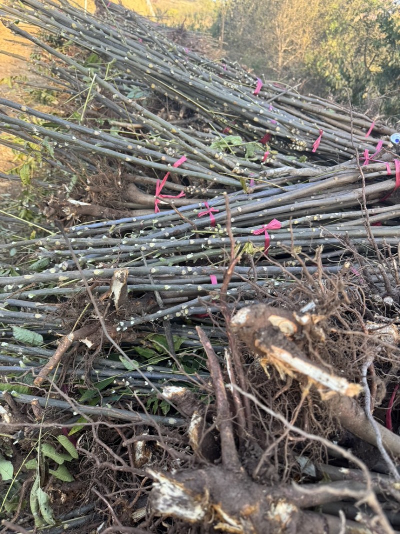 红油香椿树苗入棚苗大量现货根生苗0.5-2公分现货