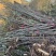 红油香椿树苗入棚苗大量现货根生苗0.5-2公分现货