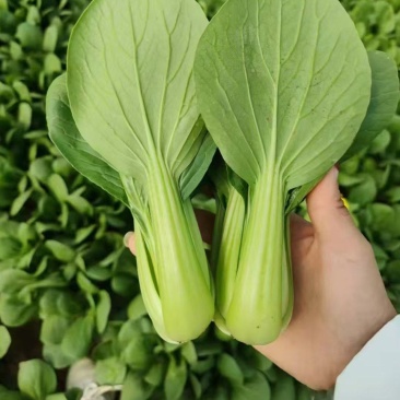 精品上海青小油菜油菜小青菜全年有货欢迎来电采购