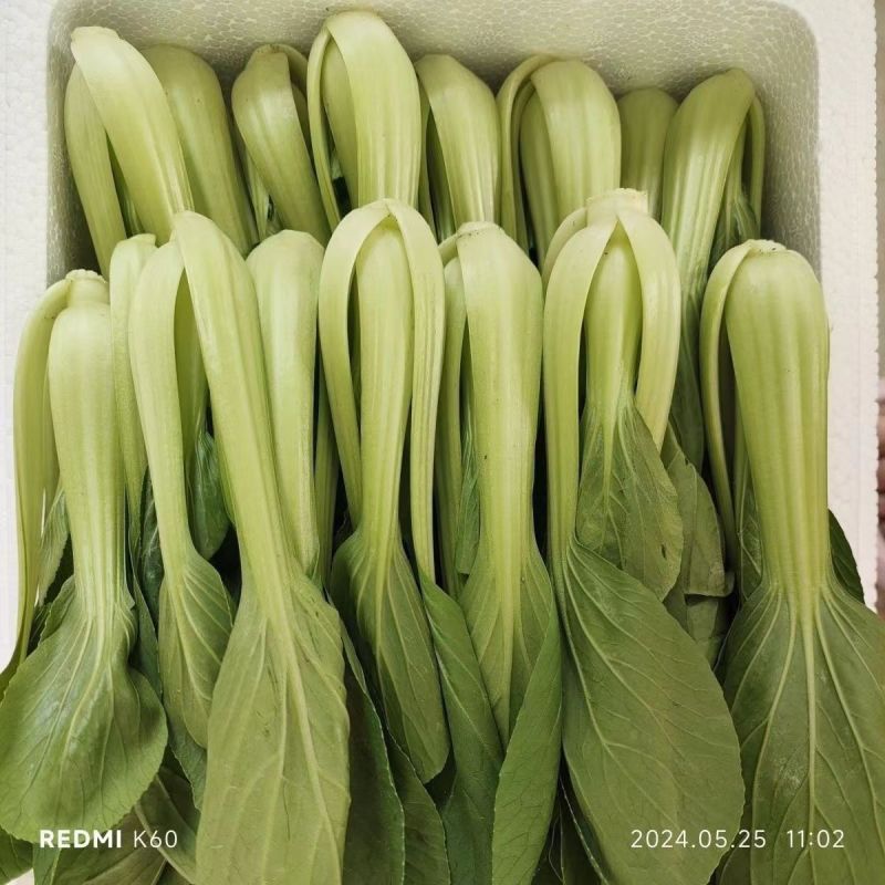 精品上海青小油菜油菜小青菜全年有货欢迎来电采购