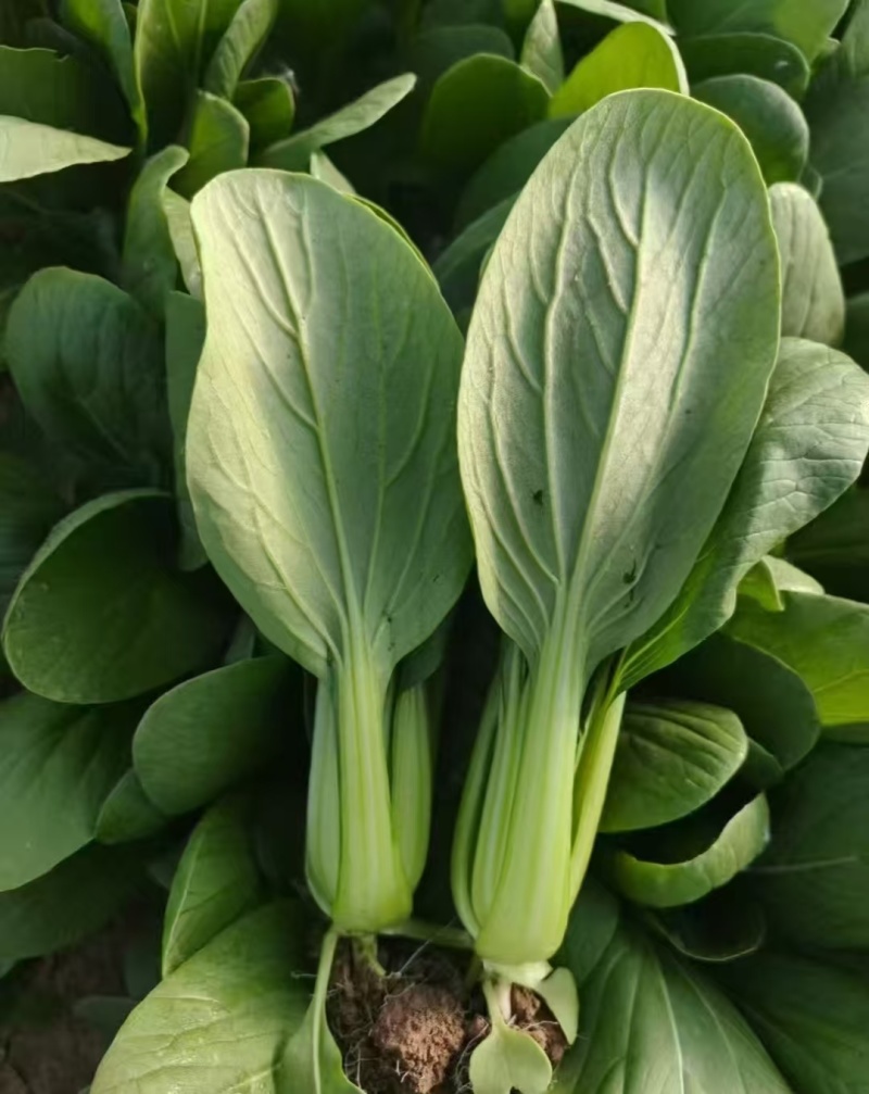 精品上海青小油菜油菜小青菜全年有货欢迎来电采购
