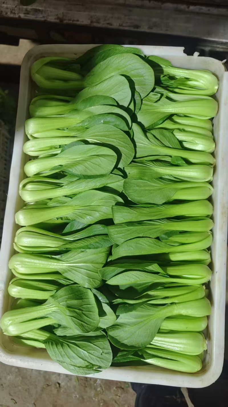 精品上海青小油菜油菜小青菜全年有货欢迎来电采购
