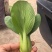 精品上海青小油菜油菜小青菜全年有货欢迎来电采购