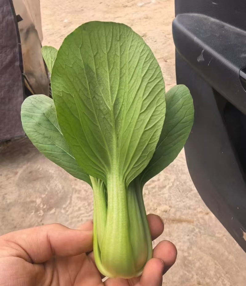 精品上海青小油菜油菜小青菜全年有货欢迎来电采购