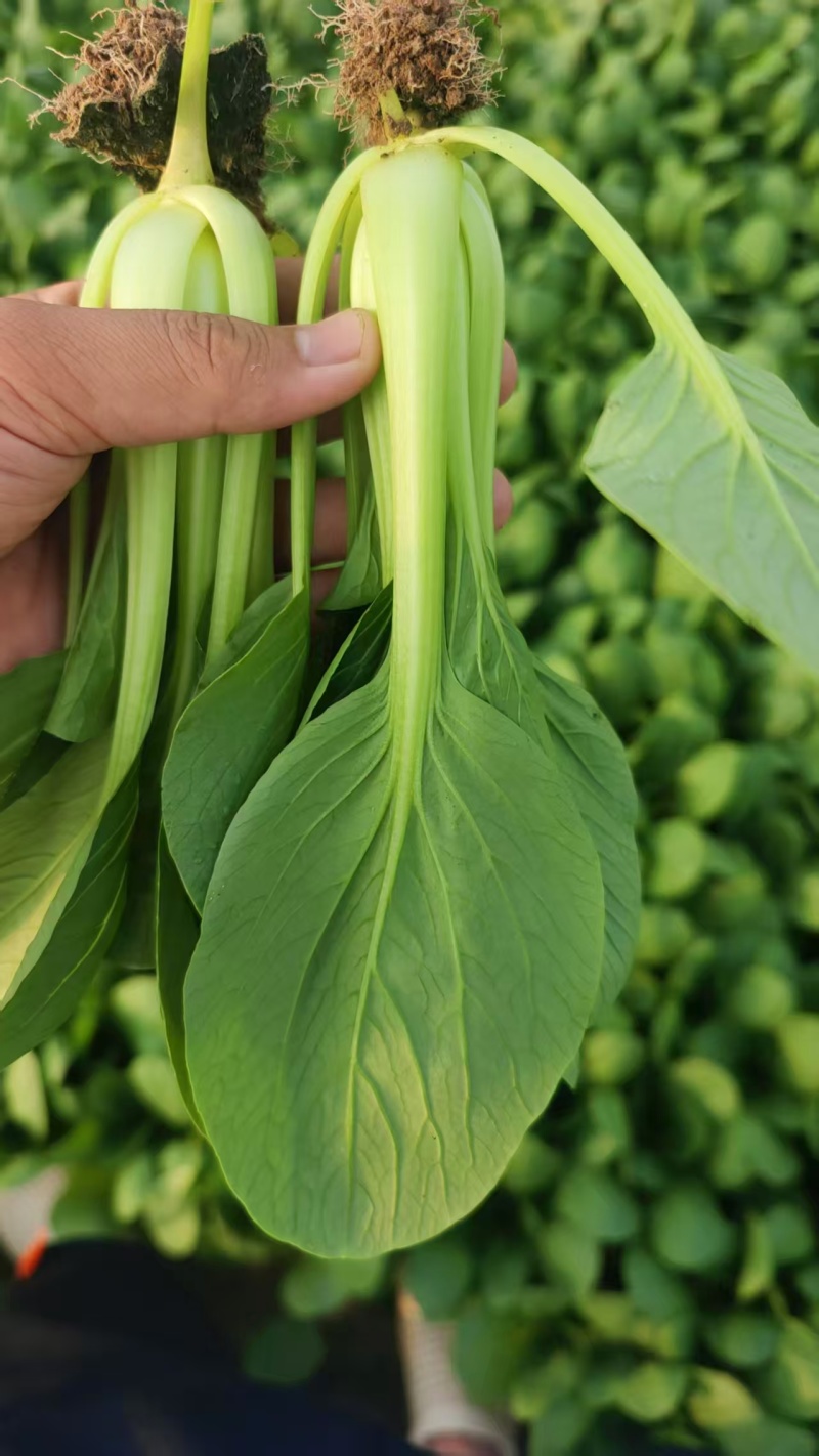 精品上海青小油菜油菜小青菜全年有货欢迎来电采购