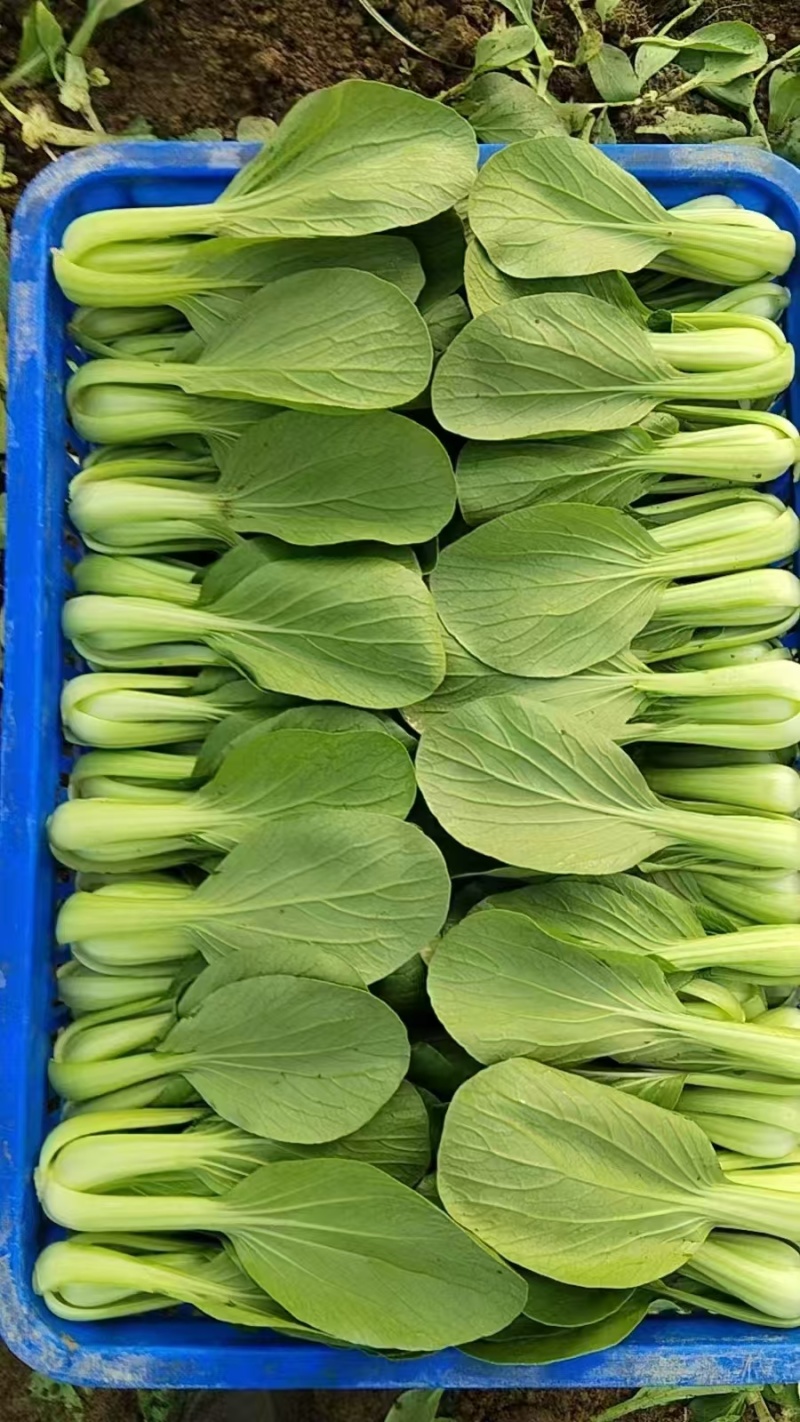 精品上海青小油菜油菜小青菜全年有货欢迎来电采购